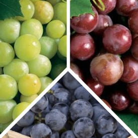 Collection Mix, Grape Plants