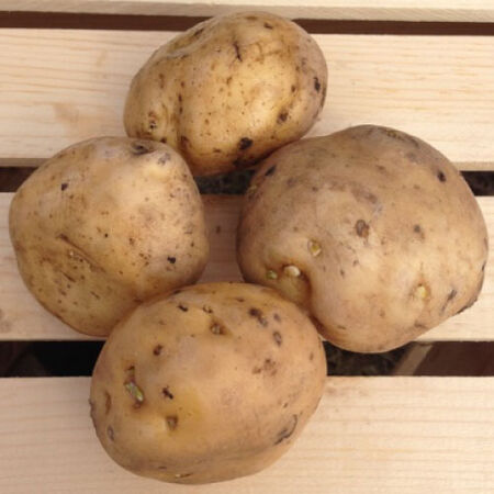 Irish Cobbler, Seed Potatoes image number null
