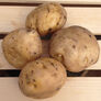Irish Cobbler, Seed Potatoes thumbnail number null
