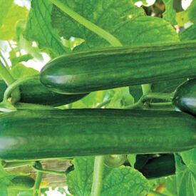 Amiga Beit Alpha, (F1) Cucumber Seeds