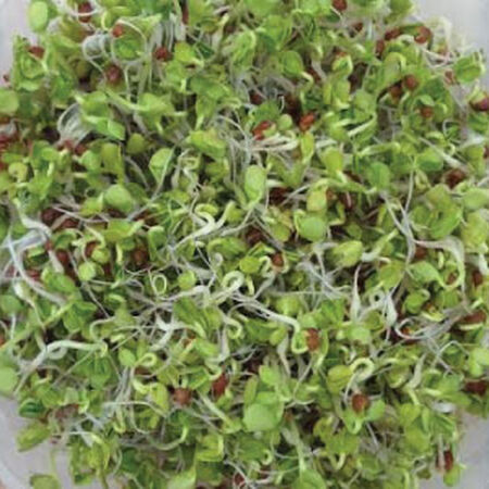 Daikon Radish, Sprout Seeds - 1/4 Pound image number null