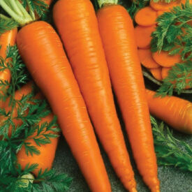 Imperator 58, Carrot Seeds