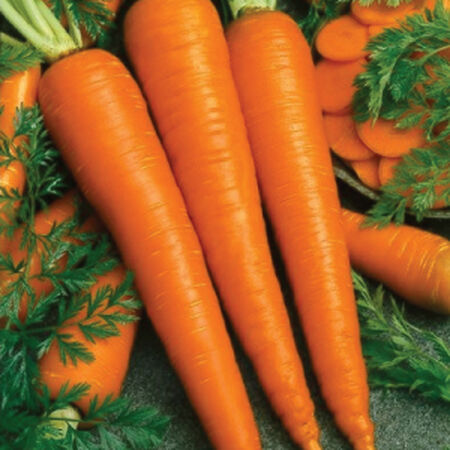 Imperator 58, Carrot Seeds - Packet image number null