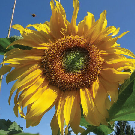 Salt N' Roast, (F1) Sunflower Seeds - 1,000 Seeds image number null