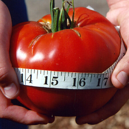Delicious, Tomato Seeds - Packet image number null
