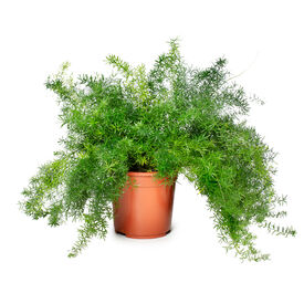 Mazeppa, Asparagus Fern Seed