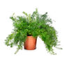Mazeppa, Asparagus Fern Seed - Packet thumbnail number null
