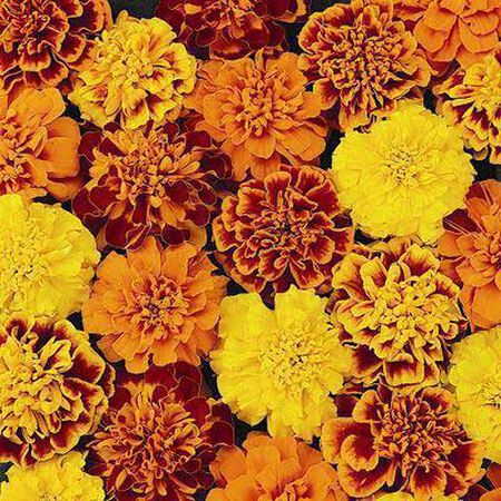 Petite Mix, Marigold Seeds - Packet image number null