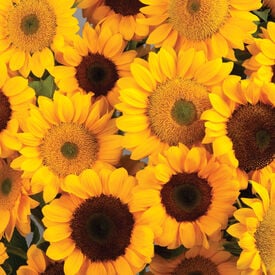 Vincent's® Choice & Fresh, (F1) Sunflower Seeds