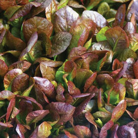 Cimarron, Lettuce Seeds