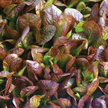 Cimarron, Lettuce Seeds - Packet image number null