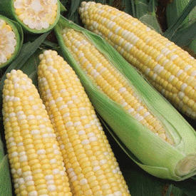 Obsession, (F1) Corn Seed