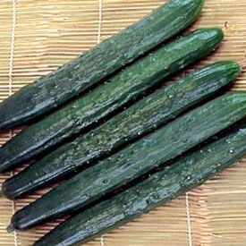 Tasty Green, (F1) Cucumber Seeds
