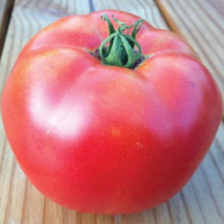 Rutgers, Tomato Seeds - Packet image number null