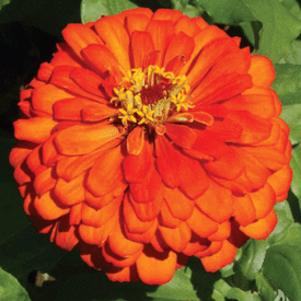 Orange King, Zinnia Seeds