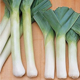 King Richard, Leeks