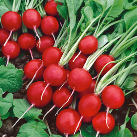 Rudolph, Radish Seeds