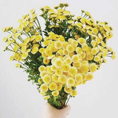 Yellow, Matricaria Seeds - Packet image number null