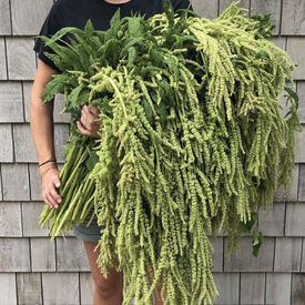 Emerald Tassels, Amaranthus Seeds