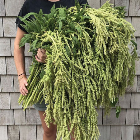 Emerald Tassels, Amaranthus Seeds - Packet image number null