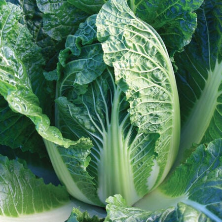 China King, (F1) Cabbage Seeds - Packet image number null