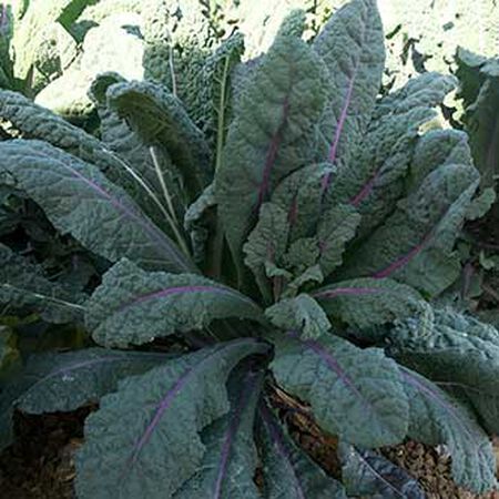 Dazzling Blue, Kale Seed - Packet image number null
