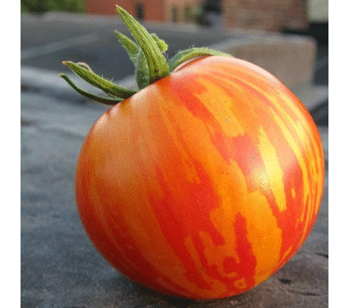 Red Zebra, Tomato Seeds image number null