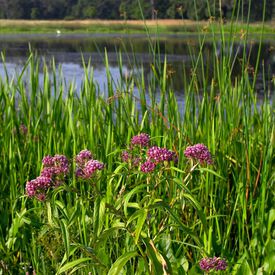 Detention Basin Blend, Wildflower Seed