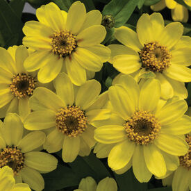 Lemon Profusion, Zinnia Seeds