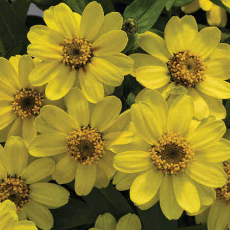 Lemon Profusion, Zinnia Seeds - Packet image number null