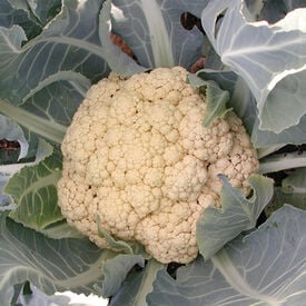 Snow Crown, Organic (F1) Cauliflower Seeds