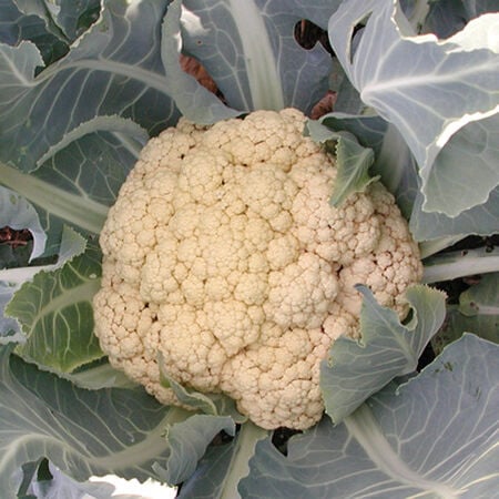 Snow Crown, Organic (F1) Cauliflower Seeds image number null