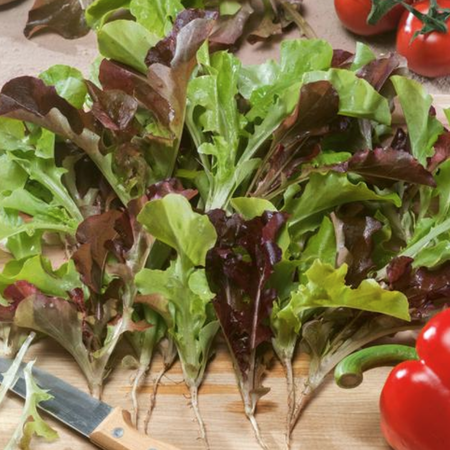 Bistro Blend, Lettuce Seeds - Packet image number null