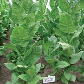 Black Sea Samson, Tobacco Seed