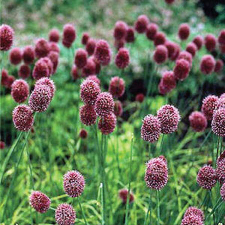 Drumstick, Allium, Allium - 150 Bulbs image number null