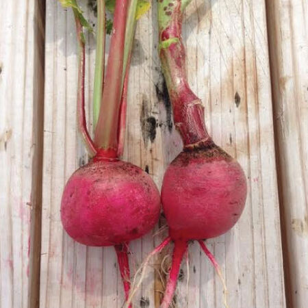Cherry Belle, Radish Seeds - 25 Pounds image number null