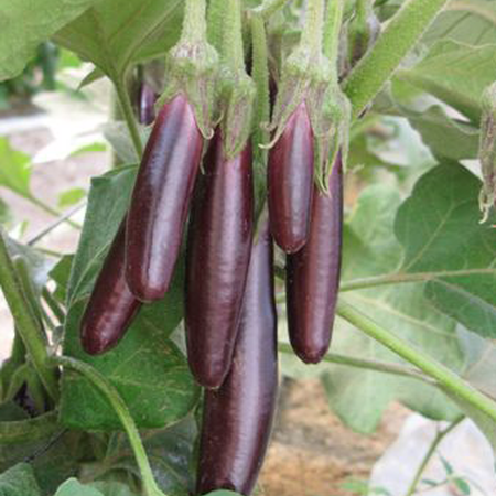 Little Finger, Eggplant Seeds - Packet image number null