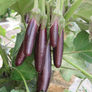 Little Finger, Eggplant Seeds - Packet thumbnail number null