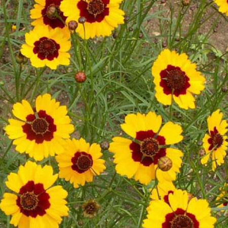 Plains, Coreopsis Seeds - Packet image number null