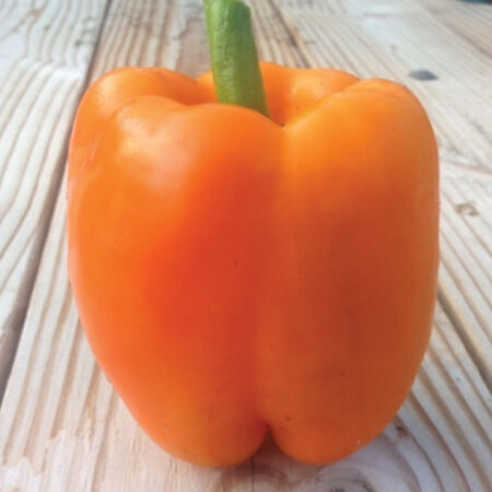 Orange King, Pepper Seeds image number null