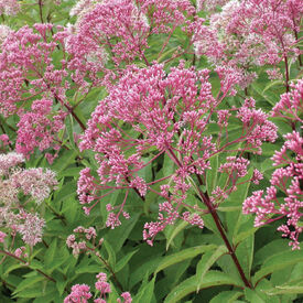 Sweet Joe Pye Weed, Eutrochium Seeds