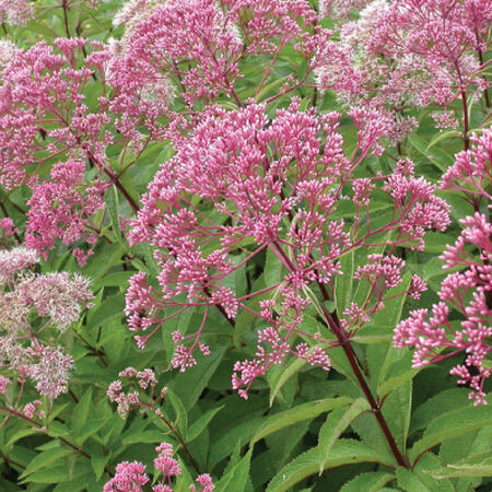 Sweet Joe Pye Weed, Eutrochium Seeds - 1/4 Pound image number null