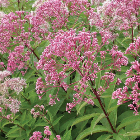 Sweet Joe Pye Weed, Eutrochium Seeds - Packet image number null