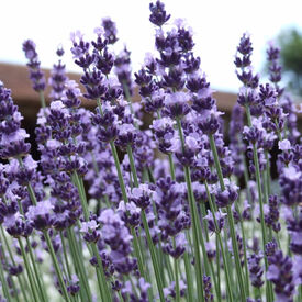 Vera, Lavender Seed