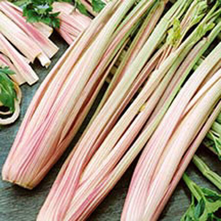 Peppermint Stick, Celery Seeds - 250 Seeds image number null