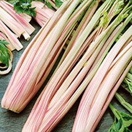 Peppermint Stick, Celery Seeds - 250 Seeds image number null