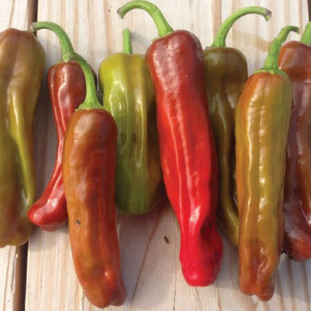 Pepperoncini Italian, Pepper Seeds - Packet image number null