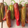 Pepperoncini Italian, Pepper Seeds - Packet thumbnail number null