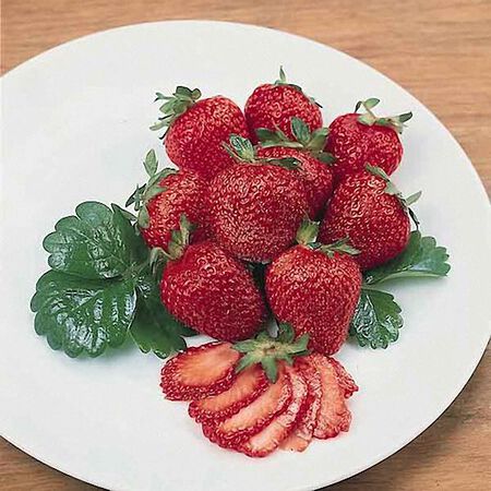 Fresca, Strawberry Seeds - Packet image number null