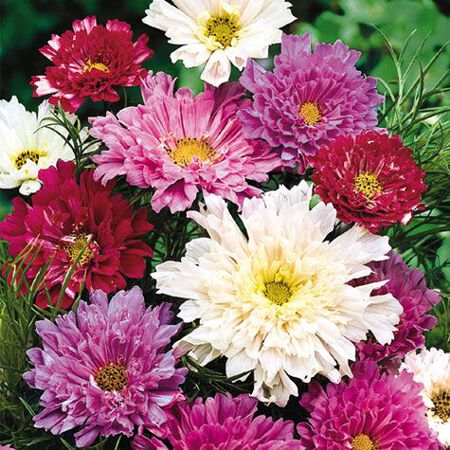 Double Click Mix, Cosmo Seeds - Packet image number null